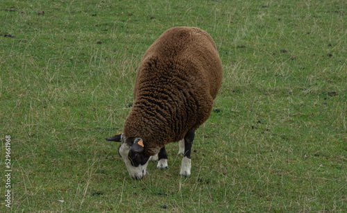 Un mouton brun broute dans une prairie