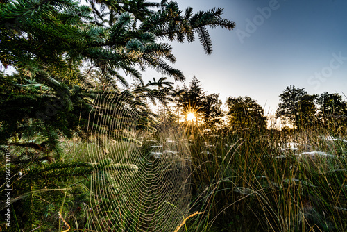 Dewy cobwebs between the trees