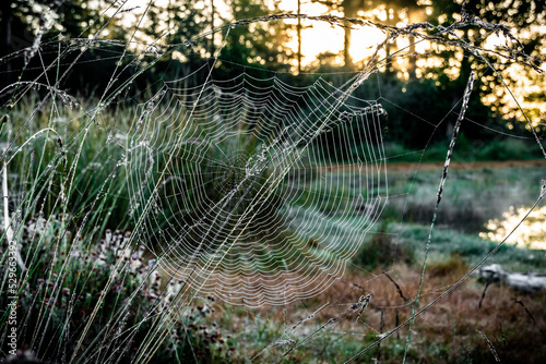 Dewy cobwebs between the trees