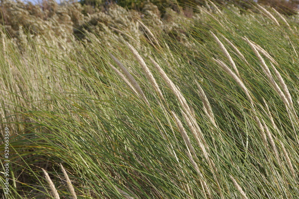 grass in the wind grass in the wind