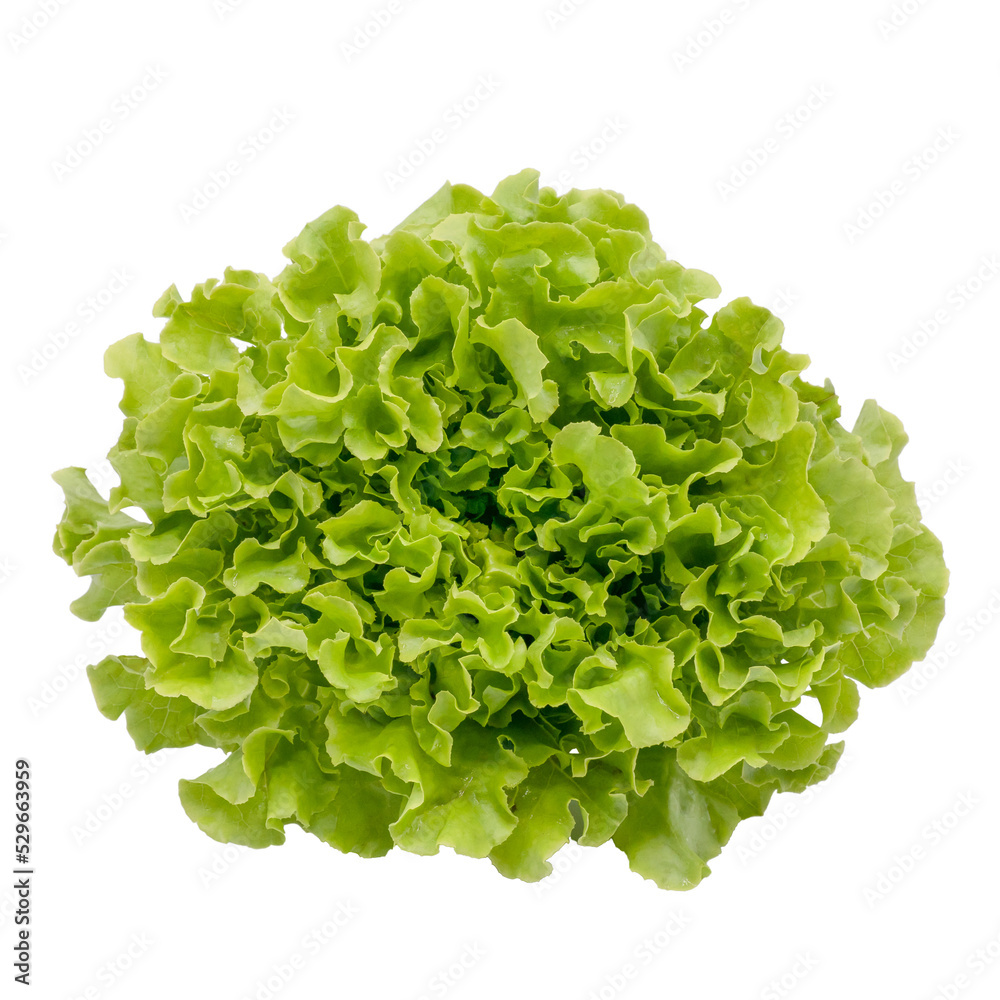 Fresh green oak lettuce with some water drop on white background and clipping path. - obrazy, fototapety, plakaty 
