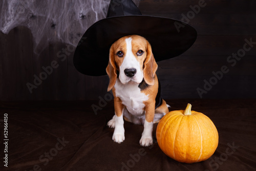 A beagle in a house decorated for Halloween: a witch's hat, a spider web, a pumpkin.