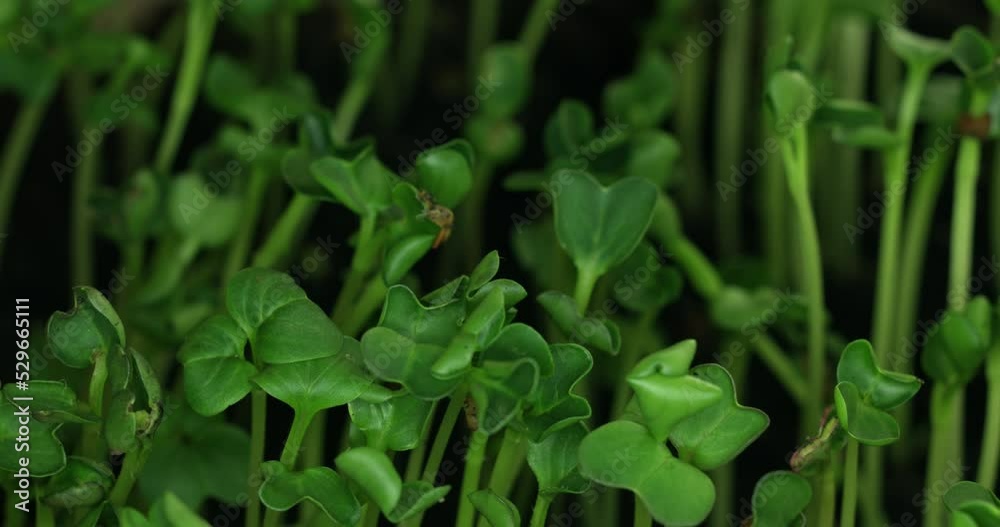 Timelapse of growing plants. Grass grows in nature. The emergence of a new life. Sprouts grow upwards. High quality 4k footage Timelapse of growing plants. Grass grows in nature. The emergence of a new life. Sprouts grow upwards. High quality 4k footage