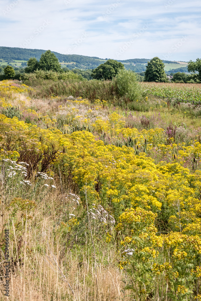 wildflower meadows in late summer