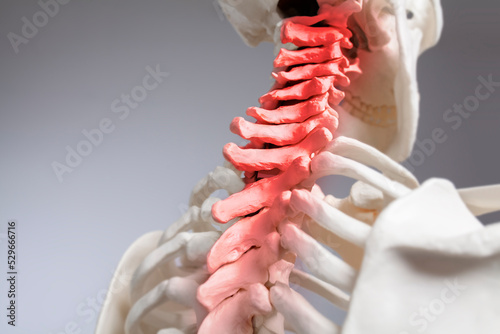 Human body upper spine, atlas vertebrae, cervical vertebra