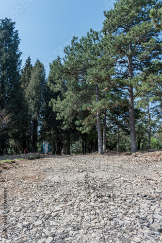 Wallpaper Mural Tall, green trees in the park - a perfect place to relax. Torontodigital.ca