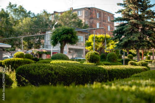 Fotografia beautifully trimmed many shrubs in an urban residential area against the backdrop of stone houses