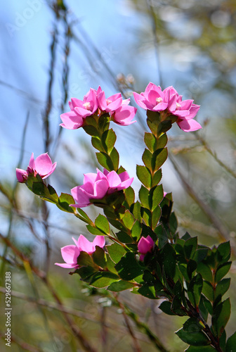 Deep pink flowers of the Australian Native Rose, Boronia serrulata, family Rutaceae, against blue sky. Growing in moist heath in Sydney, NSW. Spring flowering. Also found in sclerophyll forest