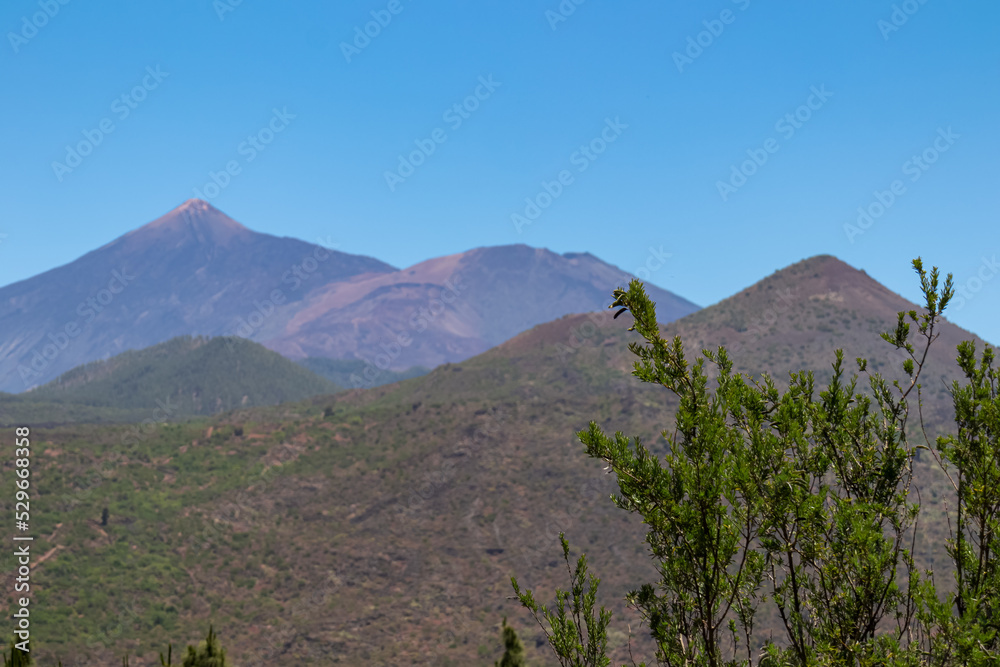 Blurred view on volcano Pico del Teide seen from Pico Verde, Teno mountain range, Tenerife, Canary Islands, Spain, Europe. Lush green vegetation on the hills in foreground. Focus on green tree branch