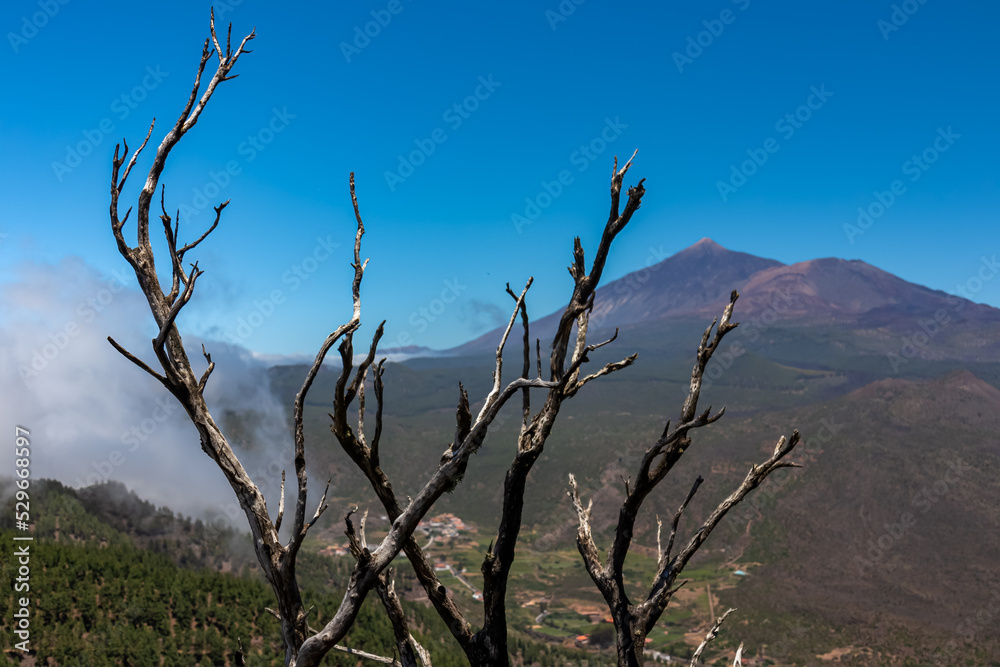 Selective focus on burned tree branch with scenic view on volcano Pico del Teide surrounded by pine tree forest, Teno mountain, Tenerife, Canary Islands, Spain, Europe. Hiking trail Pico Verde, Masca Selective focus on burned tree branch with scenic view on volcano Pico del Teide surrounded by pine tree forest, Teno mountain, Tenerife, Canary Islands, Spain, Europe. Hiking trail Pico Verde, Masca
