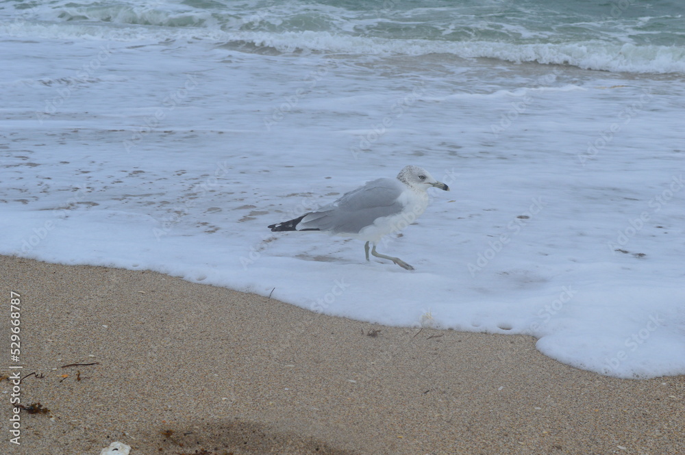 Seagull standing on the edge of fort Lauderdale shoreline Seagull standing on the edge of fort Lauderdale shoreline