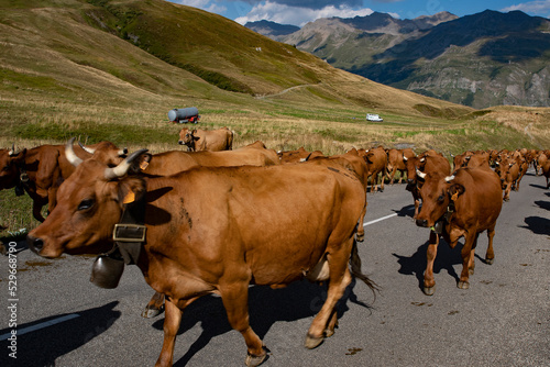 Panorama des Alpes, la transhumance au Cormet de Roseland