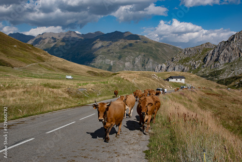 Panorama des Alpes, la transhumance au Cormet de Roseland