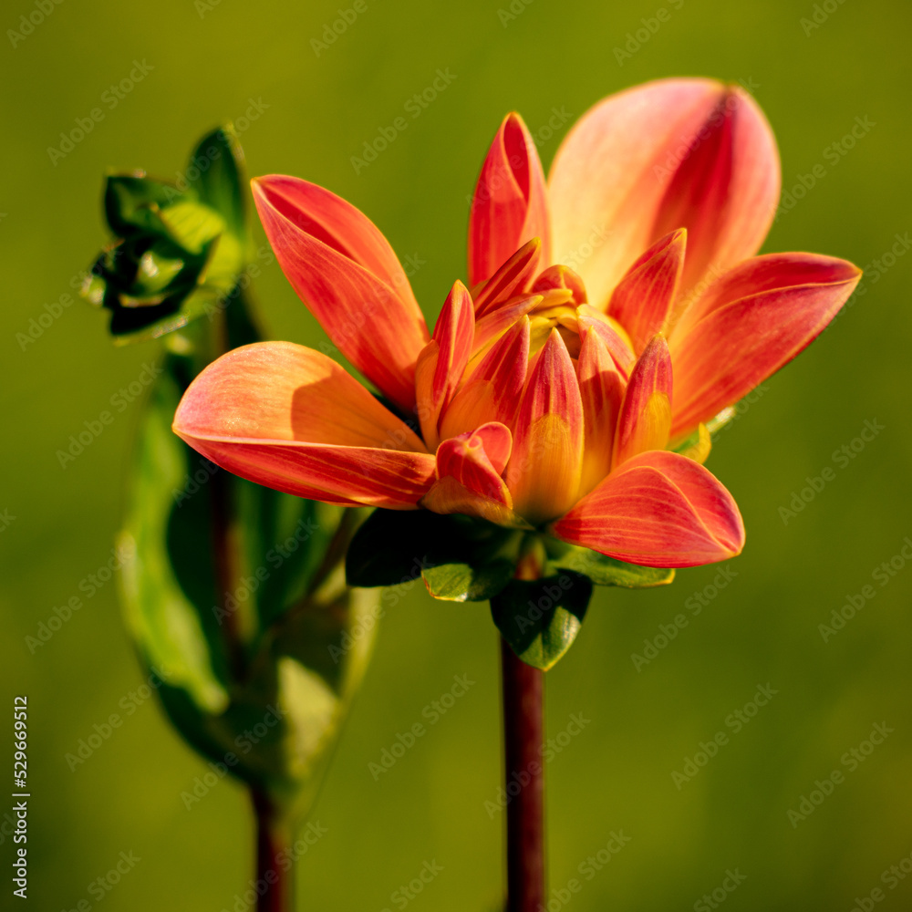 Fototapeta premium Blumenzauber