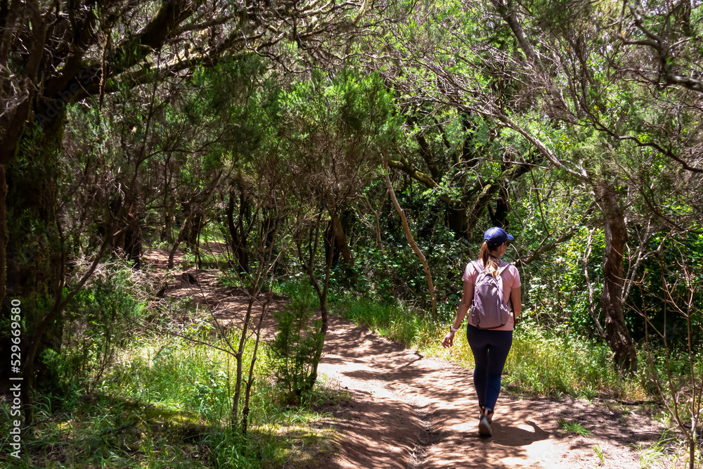 Woman with backpack walking on hiking trail through the dense laurel forest in Teno mountain range, Tenerife, Canary Islands, Spain, Europe. Path between mountain village Masca and Santiago del Teide Woman with backpack walking on hiking trail through the dense laurel forest in Teno mountain range, Tenerife, Canary Islands, Spain, Europe. Path between mountain village Masca and Santiago del Teide