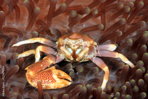Spotted Porcelain Crab (Neopetrolisthes maculatus) with one Claw, in an Anemone. Anilao, Philippines photo