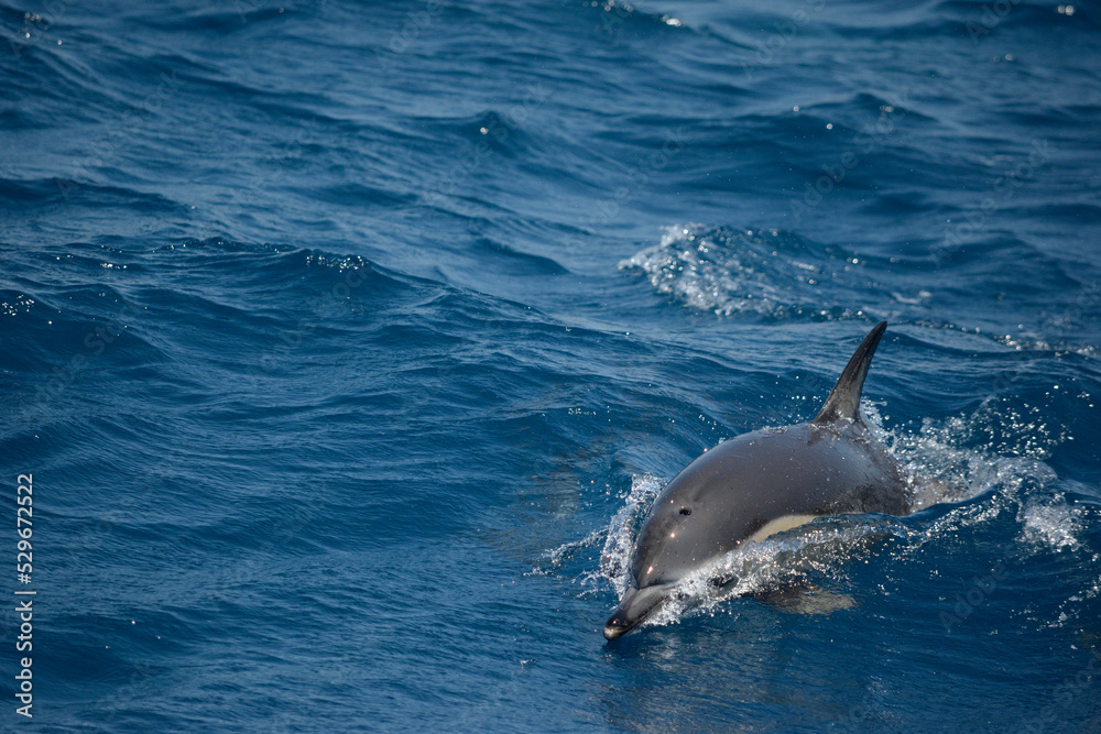 Naklejka premium Common Dolphins Surfacing to Breathe in the Eastern Aegean Sea off of Samos, Greece.
