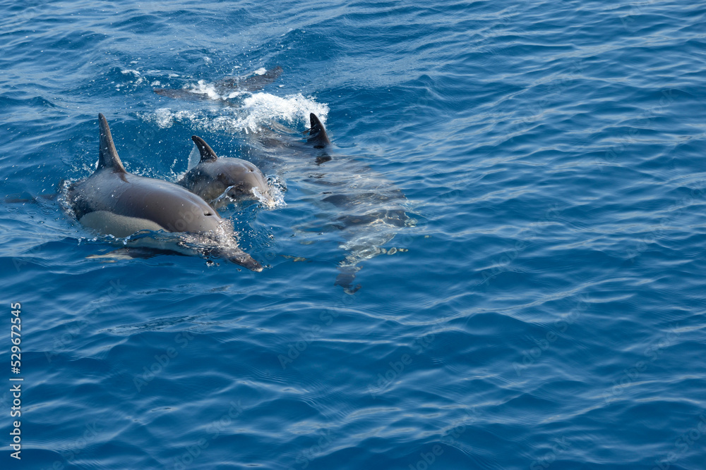 Baby Common Dolphin and Mother Surfacing to Breathe in the Eastern Aegean Sea off of Samos, Greece.