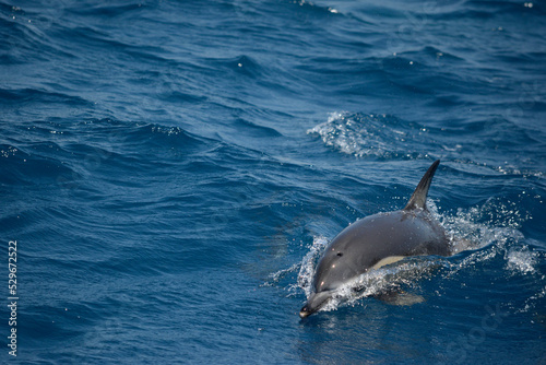 Common Dolphins Surfacing to Breathe in the Eastern Aegean Sea off of Samos, Greece.