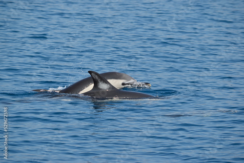 Common Dolphins Surfacing to Breathe in the Eastern Aegean Sea off of Samos  Greece.