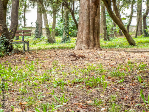 Wallpaper Mural Squirrel in Park Aqzmo in Stara Zagora city in Bulgaria Torontodigital.ca