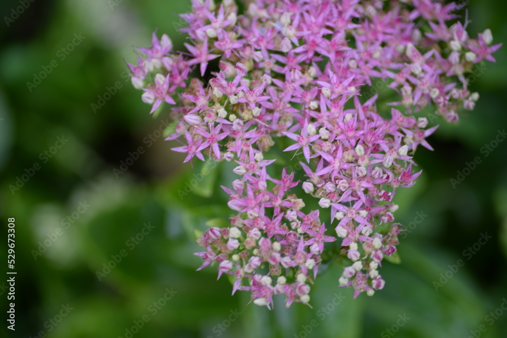 abstraction, Stonecrop, blurred photo, defocus, for background, texture, flower field, gradient, field of flowers, gradient, green color, pink flowers, sedum, bush, succulent, thick-leaved plant abstraction, Stonecrop, blurred photo, defocus, for background, texture, flower field, gradient, field of flowers, gradient, green color, pink flowers, sedum, bush, succulent, thick-leaved plant