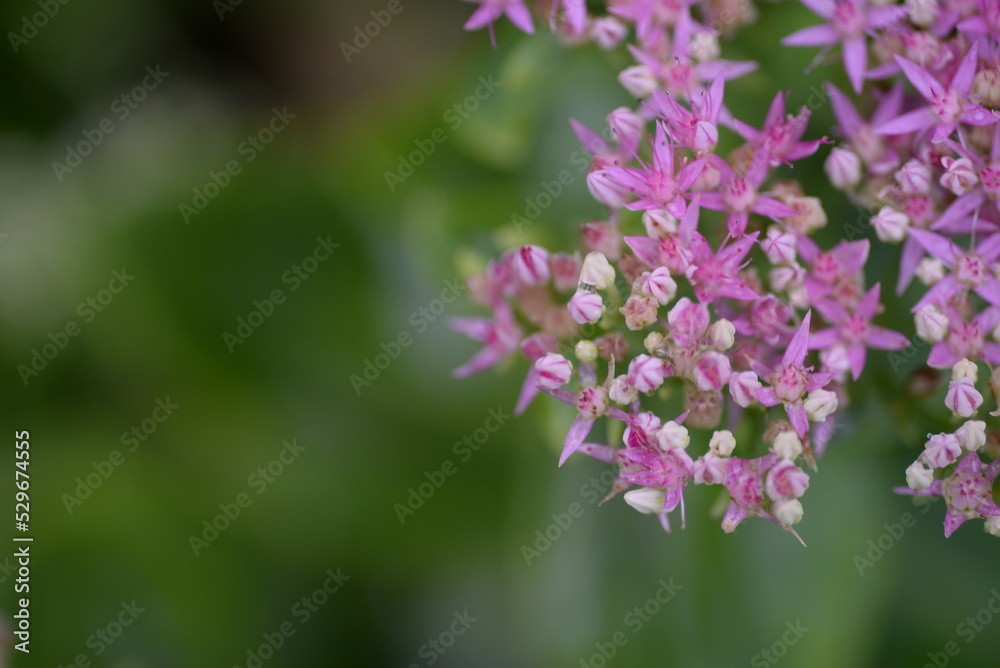 abstraction, Stonecrop, blurred photo, defocus, for background, texture, flower field, gradient, field of flowers, gradient, green color, pink flowers, sedum, bush, succulent, thick-leaved plant abstraction, Stonecrop, blurred photo, defocus, for background, texture, flower field, gradient, field of flowers, gradient, green color, pink flowers, sedum, bush, succulent, thick-leaved plant