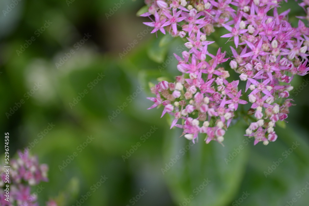 abstraction, Stonecrop, blurred photo, defocus, for background, texture, flower field, gradient, field of flowers, gradient, green color, pink flowers, sedum, bush, succulent, thick-leaved plant abstraction, Stonecrop, blurred photo, defocus, for background, texture, flower field, gradient, field of flowers, gradient, green color, pink flowers, sedum, bush, succulent, thick-leaved plant
