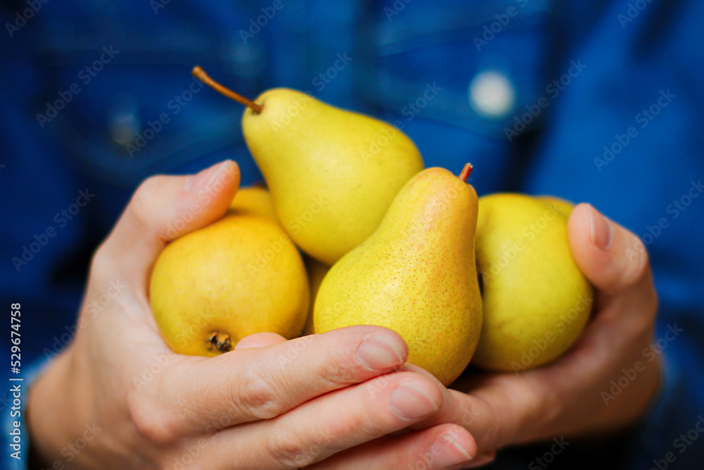 hands with ripe yellow pears, close-up. harvesting in the garden, homemade fruit preparations, eco-friendly food. selective focus. hands with ripe yellow pears, close-up. harvesting in the garden, homemade fruit preparations, eco-friendly food. selective focus.