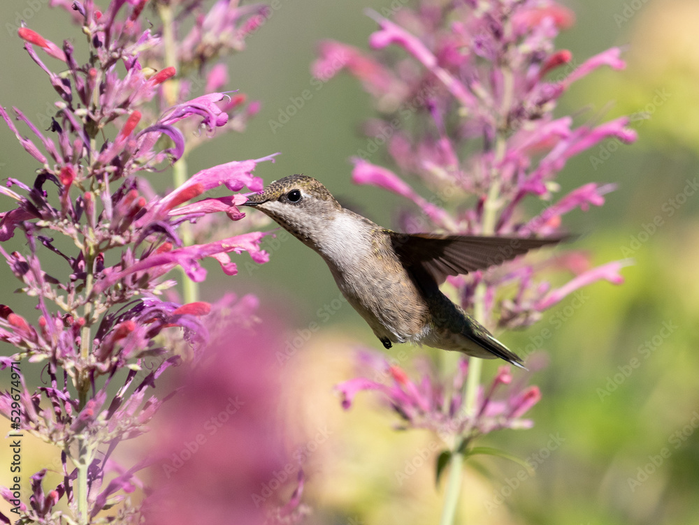 hummingbird feeding on flower