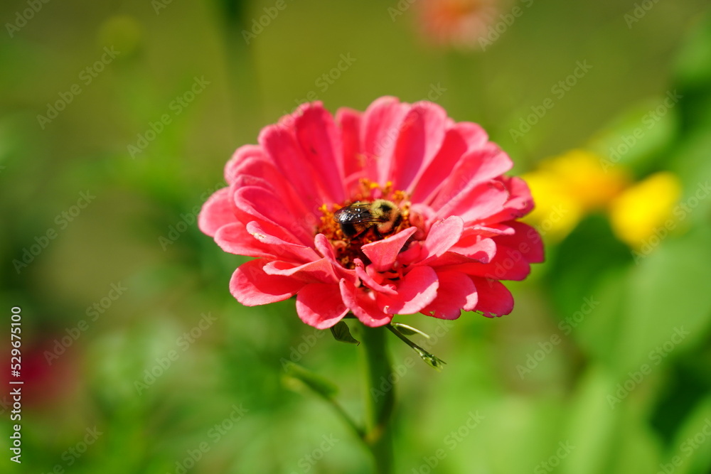 Bumblebee pollinates pink Zinnia flower Bumblebee pollinates pink Zinnia flower