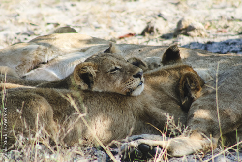 Canvas Print lion cub sleeping