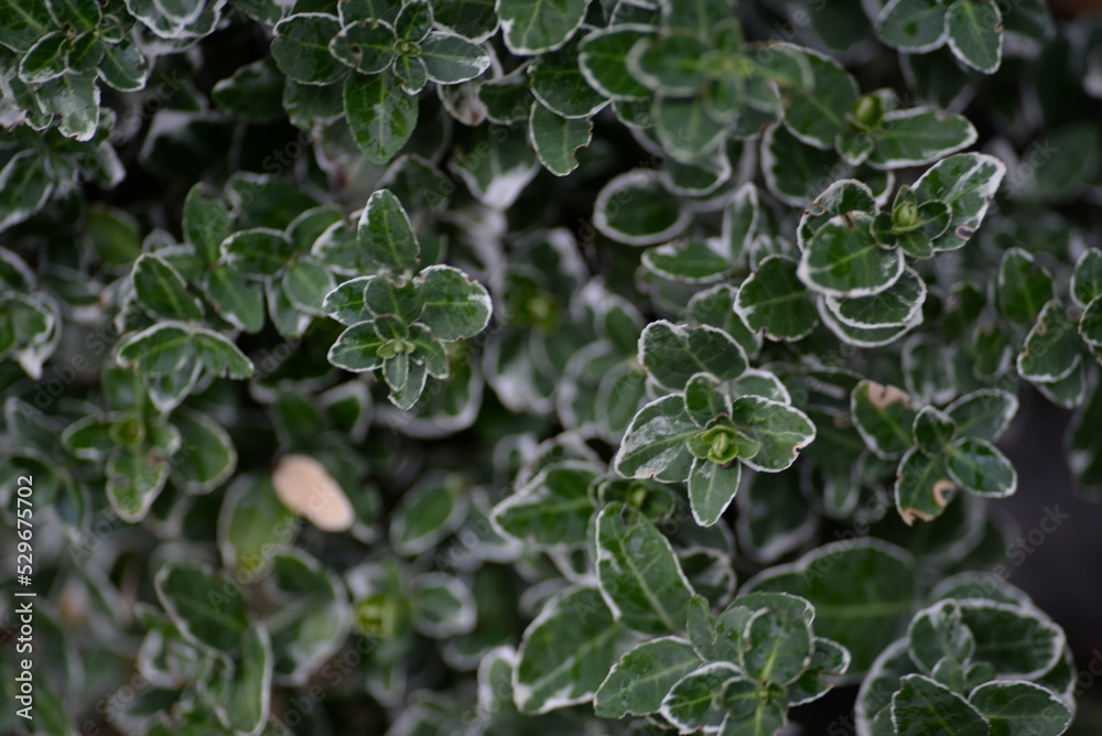 variegated white - green leaves evergreen graceful shrub, plant background, living fence, sustainable development, environmental sustainability on Fortune euonymus Japanese close-up variegated white - green leaves evergreen graceful shrub, plant background, living fence, sustainable development, environmental sustainability on Fortune euonymus Japanese close-up