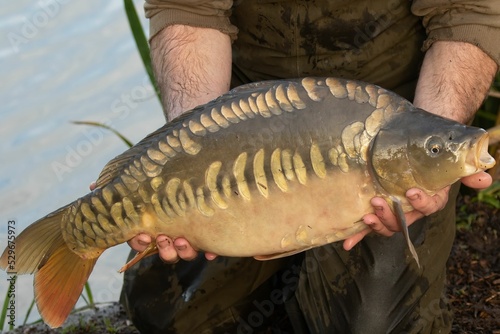 Closeup view of a common carp being held over unhooking mat by anonymous hands