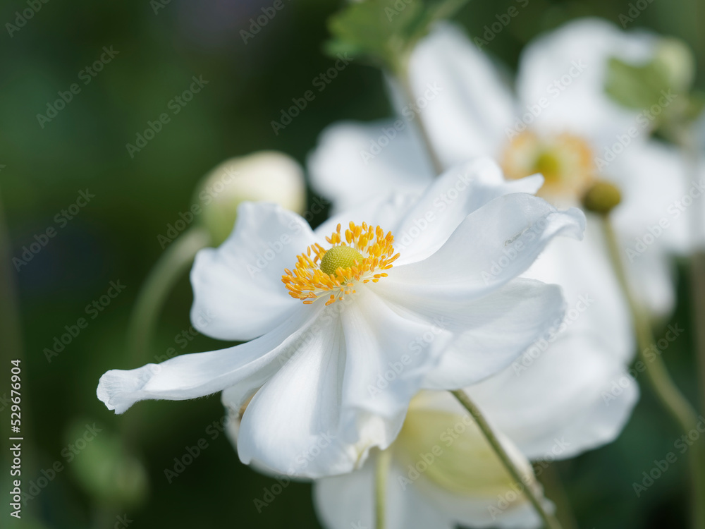 Anemone x hybrida - Fleur solitaire blanche d'anémone du Japon en coupe évasée, coeur d'étamines jaunes Anemone x hybrida - Fleur solitaire blanche d'anémone du Japon en coupe évasée, coeur d'étamines jaunes