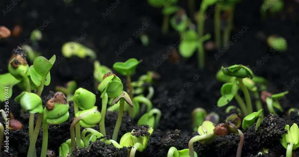 Timelapse of the germination of a plant from the ground. Growing microgreens at home. The emergence and birth of new life in nature.appearance of greenery and the change of day and night.