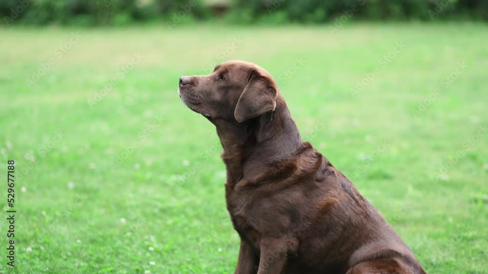 A Labrador dog catches a treat in slow motion A Labrador dog catches a treat in slow motion