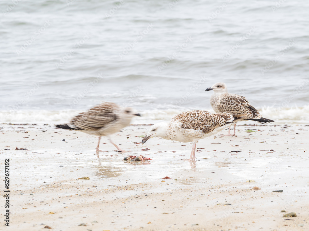 seagulls on the beach seagulls on the beach