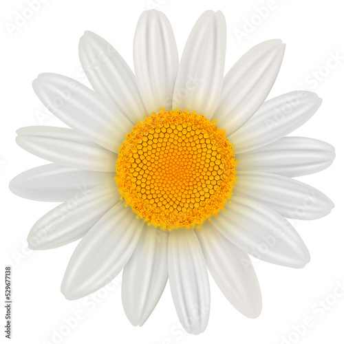 Daisy flower isolated  3D icon illustration. 