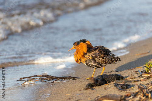 Male Ruff (bird) in breeding plumage stands on the shore of the lake