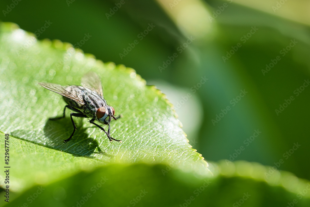 Flesh fly on a green leaf with light and shadow. Hairy legs in black and gray. Flesh fly on a green leaf with light and shadow. Hairy legs in black and gray.
