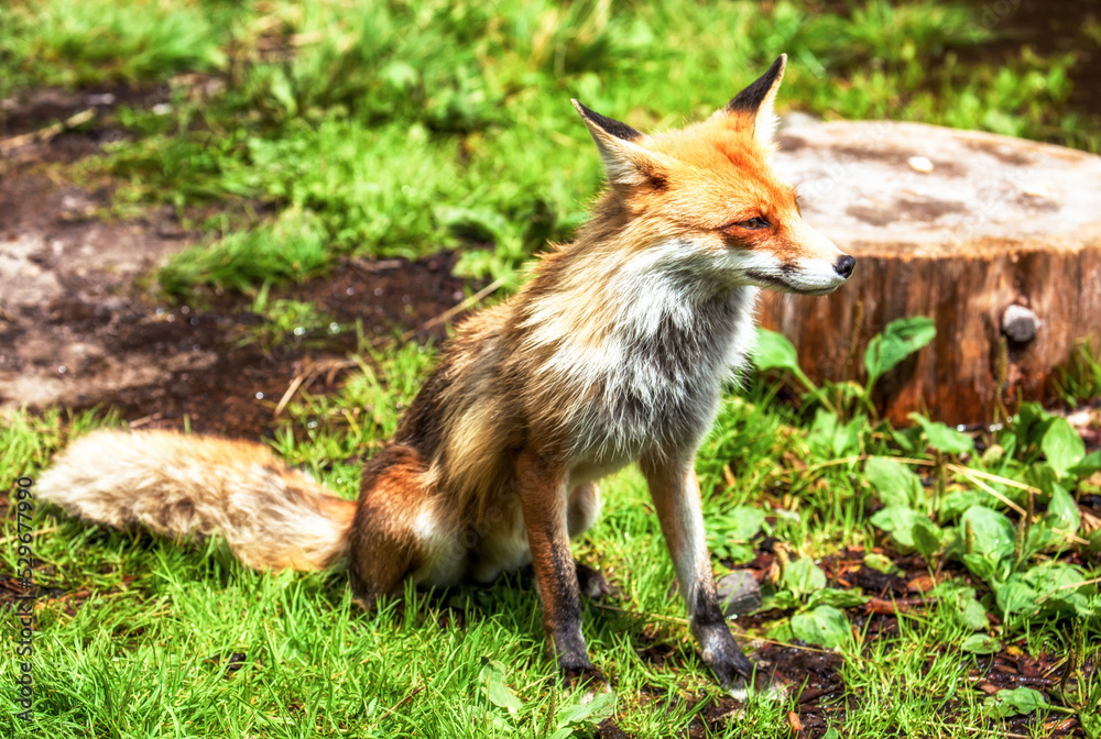 Fototapeta premium Red Fox (vulpes vulpes) sitting in green grass in forest