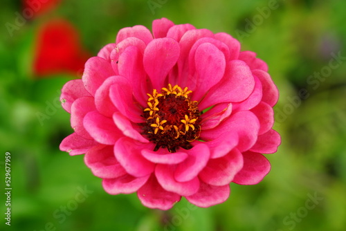 Pink Zinnia bloomed during the summertime.