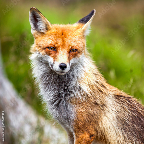 Red Fox posinng and looking to camera © Jaroslav Moravcik