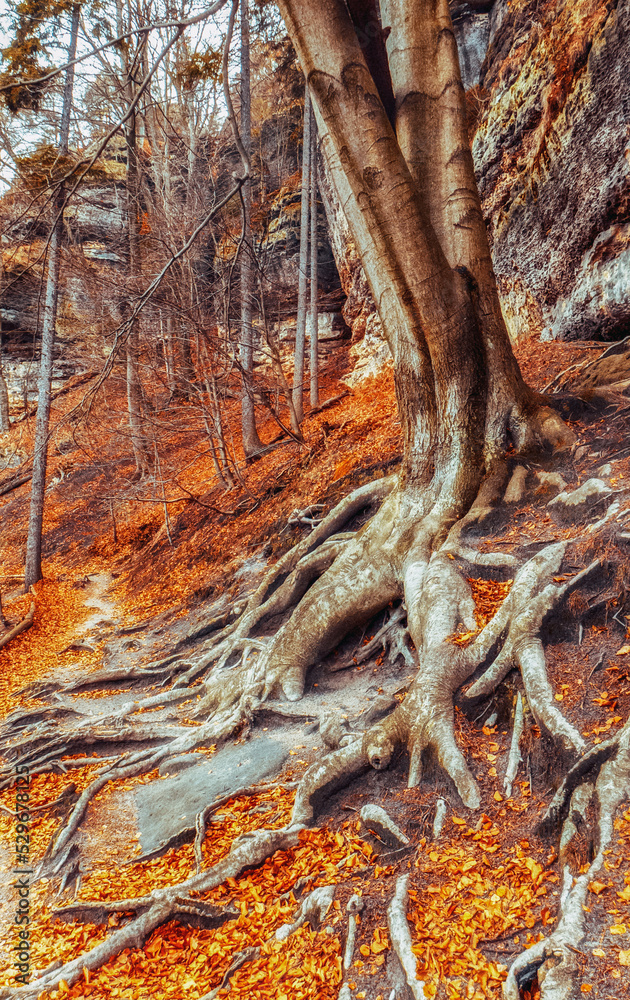 Colorful autumn leaves from trees in the deciduous forest Colorful autumn leaves from trees in the deciduous forest