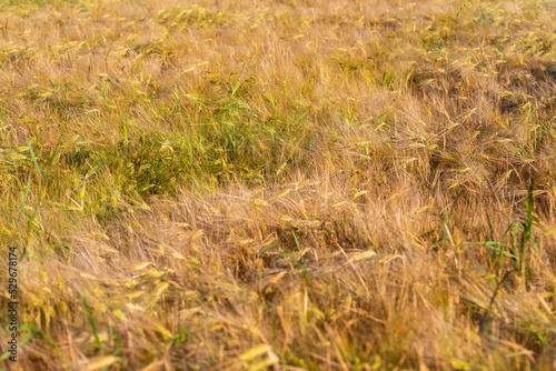 Cereal in the field before harvest on a sunny summer day. Summer. Day.