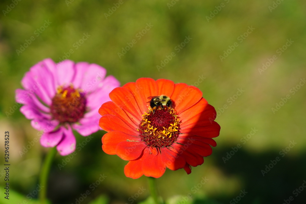 Bumblebee pollinates Zinnia flowers during the summer. Bumblebee pollinates Zinnia flowers during the summer.