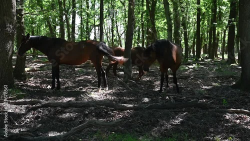 Horses having a rest under the shadow of trees at the Veluwe Nature Reserve, The Netherlands photo