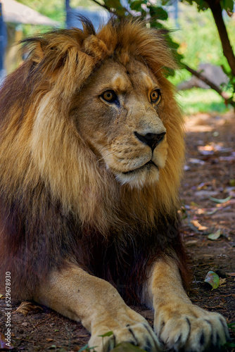 beautiful big lion lies in nature