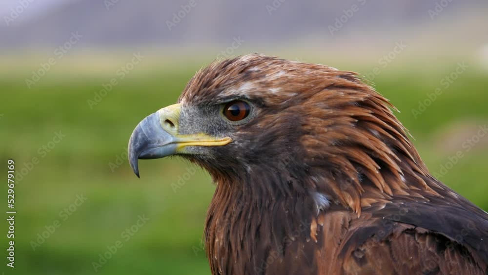 Close up shot of beautiful golden eagle in natural setting near the Altai Mountains of West Mongolia. Close up shot of beautiful golden eagle in natural setting near the Altai Mountains of West Mongolia.